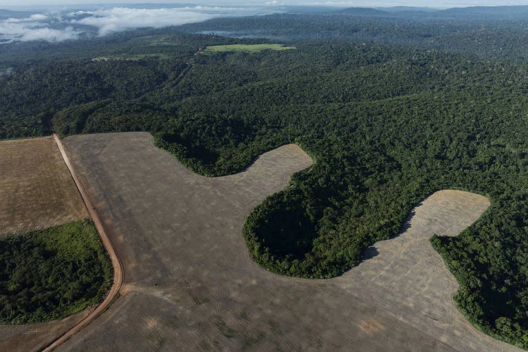 Moratória da Soja: fim do acordo pode aumentar desmate da Amazônia em 17% na próxima década, gerando 1,4 milhão de hectares a mais e riscos a terras do tamanho de Portugal e Itália