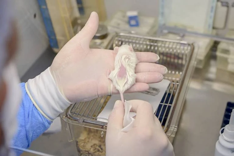Biobanco de tumores pediátricos em Curitiba reúne 30 mil amostras, cultiva alguns tumores em camundongos e abastece pesquisas nacionais e internacionais