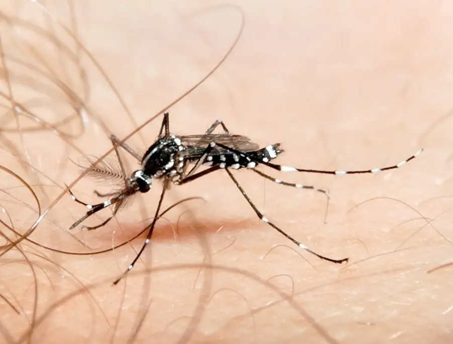 Dengue e El Niño: Ministério da Saúde alerta para risco de até 1,7 milhão de novos casos, pede intensificação de controle vetorial e ação da população