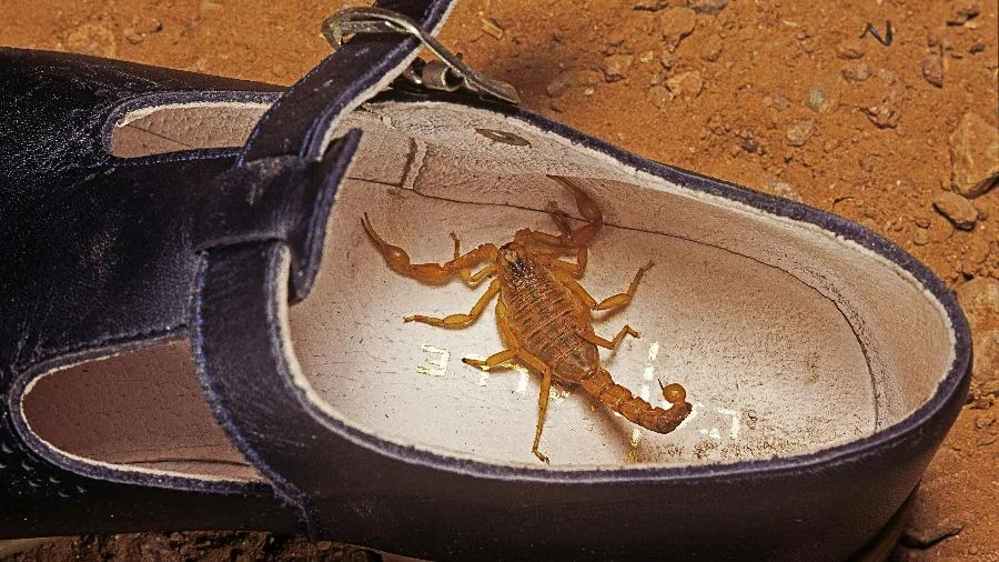 3 erros muito comuns que atraem escorpiões para casa, segundo o Butantan
